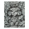 Ernst Haeckel, Hexacoralla (1000 Piece Puzzle, Size 19x27, Challenging Jigsaw Puzzle for Adults and Family, Made in )