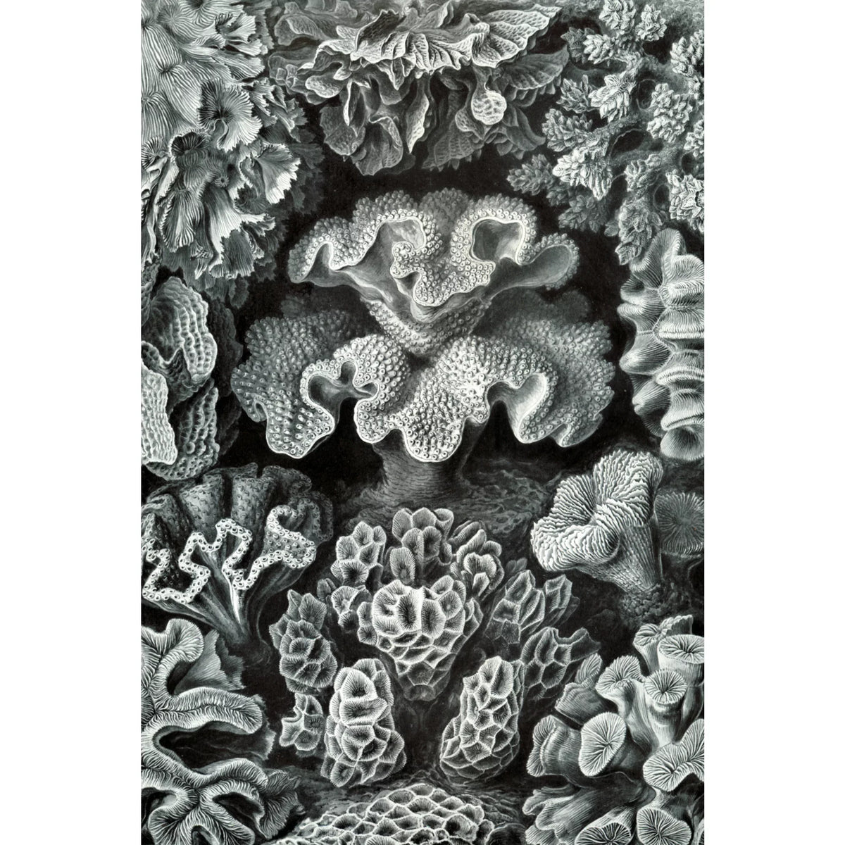 Ernst Haeckel, Hexacoralla (1000 Piece Puzzle, Size 19x27, Challenging Jigsaw Puzzle for Adults and Family, Made in )